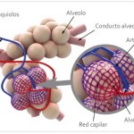 embriología del sistema respiratorio
