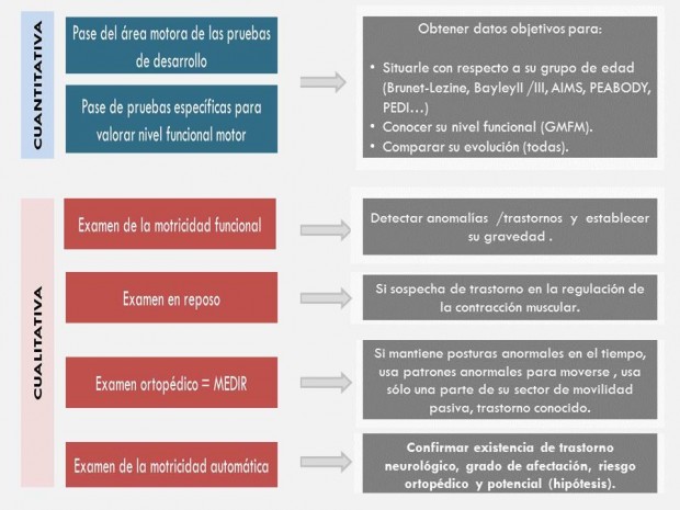 fases eval desarrollo