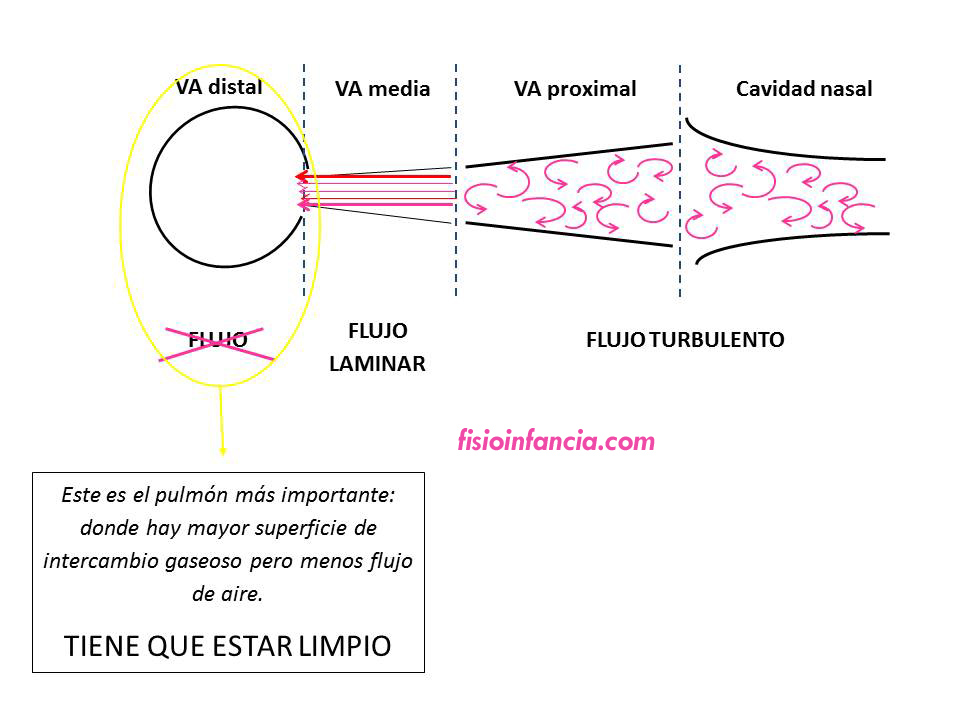 fisioinfancia, fisioterapia respiratoria, flujo en las distintas áreas del aparato respiratorio